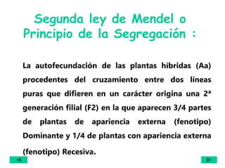 Segunda ley de Mendel o
Principio de la Segregación :
La autofecundación de las plantas híbridas (Aa)
procedentes del cruzamiento entre dos líneas
puras que difieren en un carácter origina una 2ª
generación filial (F2) en la que aparecen 3/4 partes
de plantas de apariencia externa (fenotipo)
Dominante y 1/4 de plantas con apariencia externa
(fenotipo) Recesiva.
 