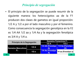 Principio de segregación
• El principio de la segregación se puede resumir de la
siguiente manera: los heterocigotos aa de la F1
producen dos clases de gametos en igual proporción:
1/2 A y 1/2 a por el lado masculino y por el femenino.
Como consecuencia la segregación genotípica en la F2
es 1/4 AA 1/2 aa y 1/4 Aa y la segregación fenotípica
es 3/4 A y 1/4 a.
Gametos Femeninos F1
Principio de la Segregación
1/2 A 1/2 a
1/2 A
1/4 AA (Fenotipo
A)
1/4 Aa (Fenotipo
(A)
Gametos Masculinos
F1
1/2 a
1/4 Aa (Fenotipo
A)
14 aa (Fenotipo a)
 