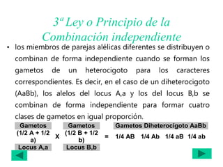 3ª Ley o Principio de la
Combinación independiente
• los miembros de parejas alélicas diferentes se distribuyen o
combinan de forma independiente cuando se forman los
gametos de un heterocigoto para los caracteres
correspondientes. Es decir, en el caso de un diheterocigoto
(AaBb), los alelos del locus A,a y los del locus B,b se
combinan de forma independiente para formar cuatro
clases de gametos en igual proporción.
Gametos Gametos Gametos Diheterocigoto AaBb
(1/2 A + 1/2
a)
X
(1/2 B + 1/2
b)
= 1/4 AB 1/4 Ab 1/4 aB 1/4 ab
Locus A,a Locus B,b
 