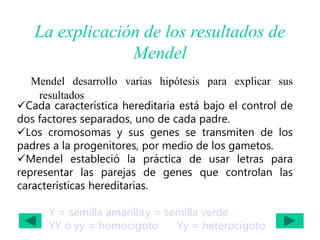 La explicación de los resultados de
Mendel
Mendel desarrollo varias hipótesis para explicar sus
resultados
Cada característica hereditaria está bajo el control de
dos factores separados, uno de cada padre.
Los cromosomas y sus genes se transmiten de los
padres a la progenitores, por medio de los gametos.
Mendel estableció la práctica de usar letras para
representar las parejas de genes que controlan las
características hereditarias.
Y = semilla amarillay = semilla verde
YY o yy = homocigoto Yy = heterocigoto
 