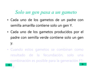 Solo un gen pasa a un gameto
• Cada uno de los gametos de un padre con
semilla amarilla contiene solo un gen Y.
• Cada uno de los gametos producidos por el
padre con semilla verde contiene solo un gen
y.
• Cuando estos gametos se combinan como
resultado de la fecundación, solo una
combinación es posible para la generación F1:
Yy.
 