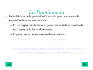 La Dominancia
• En los híbridos de la generación F1, un solo gene determinaba la
expresión de una característica.
– En un organismo híbrido, al gene que evita la expresión de
otro gene se lo llama dominante.
– El gene que no se expresa se llama recesivo.
Y = dominante y = recesivo
Todas las semillas producidas en la generación F1 eran amarillas. Sin
embargo, en la generación F2, ¼ de las semillas fueron verdes
 
