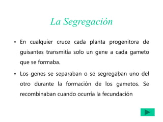 La Segregación
• En cualquier cruce cada planta progenitora de
guisantes transmitía solo un gene a cada gameto
que se formaba.
• Los genes se separaban o se segregaban uno del
otro durante la formación de los gametos. Se
recombinaban cuando ocurría la fecundación
 