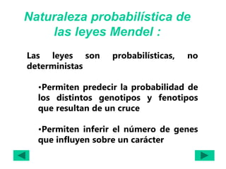 Naturaleza probabilística de
las leyes Mendel :
Las leyes son probabilísticas, no
deterministas
•Permiten predecir la probabilidad de
los distintos genotipos y fenotipos
que resultan de un cruce
•Permiten inferir el número de genes
que influyen sobre un carácter
 