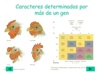 Caracteres determinados por
más de un gen
 