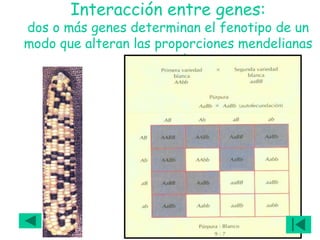 Interacción entre genes:
dos o más genes determinan el fenotipo de un
modo que alteran las proporciones mendelianas
esperadas
 