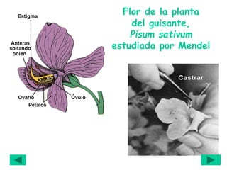 Flor de la planta
del guisante,
Pisum sativum
estudiada por Mendel
 