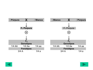 ♀Púrpura X ♂Blanca ♀Blanco X ♂Púrpura
↓ ↓
F1 Púrpura F1 Púrpura
 
↓ ↓
F2 F2
Genotipos Genotipos
1/4 AA 1/2 Aa 1/4 aa 1/4 AA 1/2 Aa 1/4 aa
Fenotipos Fenotipos
3/4 A 1/4 a 3/4 A 1/4 a
 