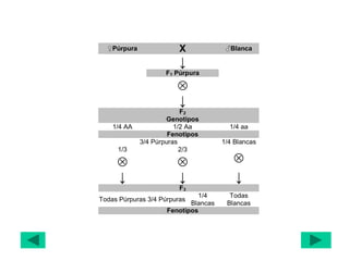 ♀Púrpura X ♂Blanca
↓
F1 Púrpura

↓
F2
Genotipos
1/4 AA 1/2 Aa 1/4 aa
Fenotipos
3/4 Púrpuras 1/4 Blancas
1/3 2/3
  
↓ ↓ ↓
F3
Todas Púrpuras 3/4 Púrpuras
1/4
Blancas
Todas
Blancas
Fenotipos
 