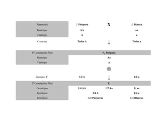 Parentales ♀ Púrpura X ♂ Blanca
Genotipo AA aa
Fenotipo A a
Gametos Todos A ↓ Todos a
1ª Generación filial F1 Púrpura
Genotipo Aa
Fenotipo A

Gametos F1 1/2 A ↓ 1/2 a
2ª Generación filial F2
Genotipos 1/4 AA 1/2 Aa 1/ aa
Fenotipos 3/4 A 1/4 a
Fenotipos 3/4 Púrpuras 1/4 Blancos
 