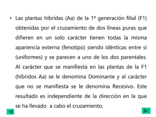 • Las plantas híbridas (Aa) de la 1ª generación filial (F1)
obtenidas por el cruzamiento de dos líneas puras que
difieren en un solo carácter tienen todas la misma
apariencia externa (fenotipo) siendo idénticas entre si
(uniformes) y se parecen a uno de los dos parentales.
Al carácter que se manifiesta en las plantas de la F1
(híbridos Aa) se le denomina Dominante y al carácter
que no se manifiesta se le denomina Recesivo. Este
resultado es independiente de la dirección en la que
se ha llevado a cabo el cruzamiento.
 