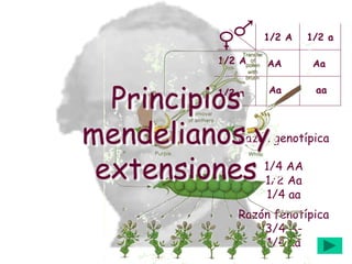 AA Aa
Aa aa
1/2 A 1/2 a
1/2 A
1/2 a
Razón fenotípica
3/4 A-
1/4 aa
Razón genotípica
1/4 AA
1/2 Aa
1/4 aa
Principios
mendelianos y
extensiones
 
