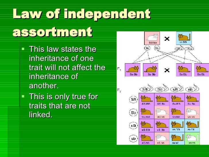 Mendel And Mendelian