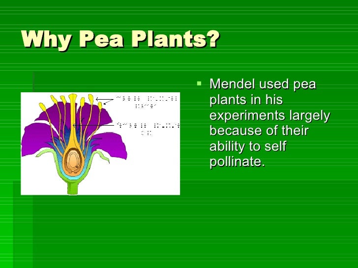 Why did Mendel use pea plants in his experiments?