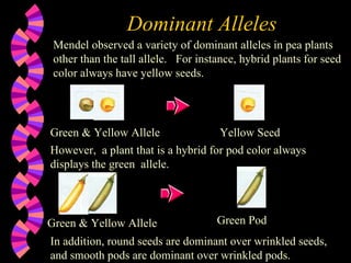 Dominant Alleles Mendel observed a variety of dominant alleles in pea plants other than the tall allele.  For instance, hybrid plants for seed color always have yellow seeds. Green & Yellow Allele Yellow Seed However,  a plant that is a hybrid for pod color always displays the green  allele. Green & Yellow Allele Green Pod In addition, round seeds are dominant over wrinkled seeds,  and smooth pods are dominant over wrinkled pods. 