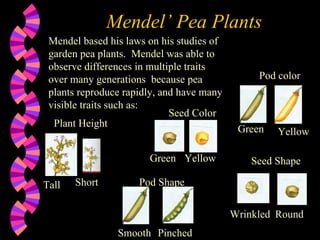 Mendel’ Pea Plants Mendel based his laws on his studies of garden pea plants.  Mendel was able to observe differences in multiple traits  over many generations  because pea plants reproduce rapidly, and have many visible traits such as: Plant Height Tall Short Pod color Seed Shape Pod Shape Seed Color Green Yellow Green Yellow Round Wrinkled Smooth Pinched 