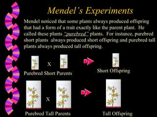 Mendel’s Experiments Mendel noticed that some plants always produced offspring that had a form of a trait exactly like the parent plant.  He called these plants  “purebred”  plants.  For instance, purebred short plants  always produced short offspring and purebred tall plants always produced tall offspring. X Purebred Short Parents Purebred Tall Parents X Short Offspring Tall Offspring 