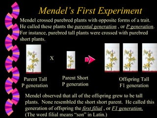 Mendel’s First Experiment Mendel crossed purebred plants with opposite forms of a trait.  He called these plants the  parental generation  , or  P generation . For instance, purebred tall plants were crossed with purebred short plants.  Parent Tall P generation  Parent Short P generation X Offspring Tall F1 generation Mendel observed that all of the offspring grew to be tall plants.  None resembled the short short parent.  He called this generation of offspring the  first filial  , or  F1 generation,   (The word filial means “son” in Latin.) 