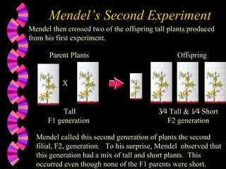Mendel’s Second Experiment Mendel then crossed two of the offspring tall plants produced from his first experiment. Tall F1 generation  X 3⁄4 Tall & 1⁄4 Short F2 generation Mendel called this second generation of plants the second filial, F2, generation.  To his surprise, Mendel  observed that this generation had a mix of tall and short plants.  This occurred even though none of the F1 parents were short.  Parent Plants Offspring 