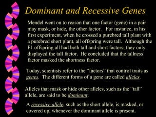 Dominant and Recessive Genes Mendel went on to reason that one factor (gene) in a pair may mask, or hide, the other factor.  For instance, in his first experiment, when he crossed a purebred tall plant with a purebred short plant, all offspring were tall.  Although the F1 offspring all had both tall and short factors, they only displayed the tall factor.  He concluded that the tallness factor masked the shortness factor.  Today, scientists refer to the “factors” that control traits as  genes .  The different forms of a gene are called  alleles .  Alleles that mask or hide other alleles, such as the “tall” allele, are said to be  dominant .  A  recessive allele , such as the short allele, is masked, or covered up, whenever the dominant allele is present.  