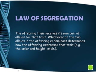 12
LAW OF SEGREGATION
The offspring then receives its own pair of
alleles for that trait. Whichever of the two
alleles in the offspring is dominant determines
how the offspring expresses that trait (e.g.
the color and height, etch.).
 
