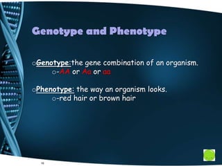 16
oGenotype:the gene combination of an organism.
o-AA or Aa or aa
oPhenotype: the way an organism looks.
o-red hair or brown hair
Genotype and Phenotype
 