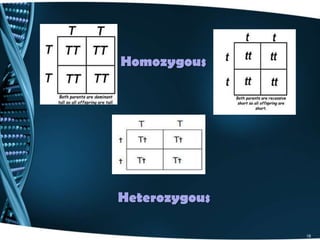 18
Homozygous
Heterozygous
 