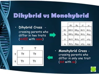 Dihybrid vs Monohybrid
• Dihybrid Cross -
crossing parents who
differ in two traits
(AAEE with aaee)
• Monohybrid Cross -
crossing parents who
differ in only one trait
(AA with aa)
 
