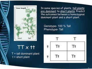 21
In some species of plants, tall plants
are dominant to short plants. Predict
the outcomes between a homozygous
dominant plant and a short plant.
TT x tt
T = tall dominant plant
t = short plant
Genotype- 100 % Tall
Phenotype- Tall
 