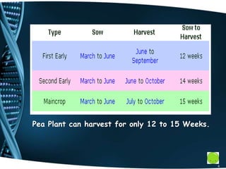 6
Pea Plant can harvest for only 12 to 15 Weeks.
 