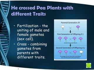He crossed Pea Plants with
different Traits
8
• Fertilization - the
uniting of male and
female gametes
(sex cell).
• Cross - combining
gametes from
parents with
different traits.
 