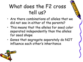What this first cross told us…All F1 offspring were heterozygous for seed shape (round) and seed color (yellow) RrYyThe F1 plant was made from fusing a gamete carrying RY and a gamete carrying ryWill the dominant alleles stay together or separate when making the F2 offspring?