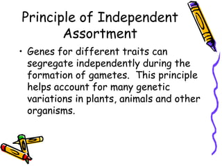 Now cross these hybrid  (RrYy) plants on a new 4X4 Punnett Square
