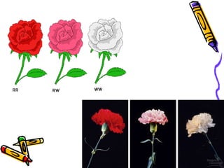 Mendel’s 4 Principle’sInheritance of biological characteristics is determined by genesPrinciple of DominanceLaw of SegregationPrinciple of Independent Assortment