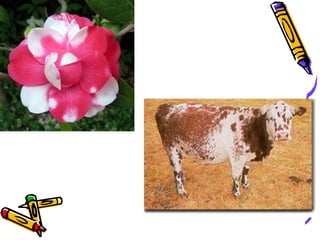 Incomplete DominanceWhen red flowered (CRCR) plants were crossed with white flowered (CWCW) plants they made…pink flowers (CRCW)Which allele is dominant?neitherIncomplete dominance:Case in which one allele is not dominant over anotherThe heterozygous phenotype is somewhere between the two homozygous phenotypes