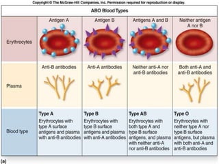Multiple AllelesWhen a gene has more than two allelesNOT more than 2 alleles for a person but MORE than 2 alleles for the trait existCoat color in rabbitsA single gene for coat colorAt least 4 different allelesSimple dominance and make 4 possible coat colorsGenes for human blood type3 different alleles: IA, IB, IYou can get different genotypes:IAIAIAiIAIBIBIBIbiiiYou can get different Phenotypes:Type A (dom)Type B (dom)Type AB  (dom)Type O (recessive)