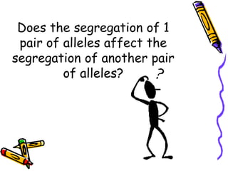 Does the segregation of 1 pair of alleles affect the segregation of another pair of alleles?