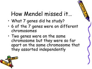ConclusionsEach chromosome is actually a group of linked genesMendel’s Principle of Independent Assortment holds true but an adjustment needs to be made…IT IS THE CHROMOSOMES THAT ASSORT INDEPENDENTLY, NOT THE INDIVIDUAL GENES