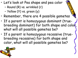 Let’s look at Pea shape and pea colorRound (R) vs. wrinkled (r)Yellow (Y) vs. green (y)Remember, there are 4 possible gametesIf a parent is homozygous dominant (true-breeding dominant) for both shape and color, what will all possible gametes be?If a parent is homozygous recessive (true-breeding recessive) for both shape and color, what will all possible gametes be?