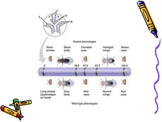 If two genes are on the same chromosome, does that mean they are linked for ever?No, chromosomes cross over during meiosis so they can separateCrossing over produces new combinations of allelesImportant for genetic diversity