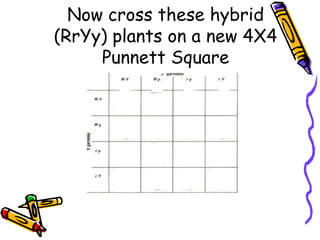 Genotype (rryy)ryryryryRYRYRYRY