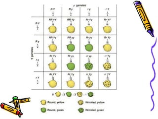 What is the phenotype of the F1 offspring?What is the genotype of the F1 offspring?