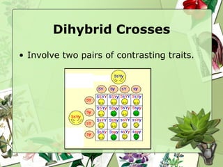 Dihybrid Crosses Involve two pairs of contrasting traits. 