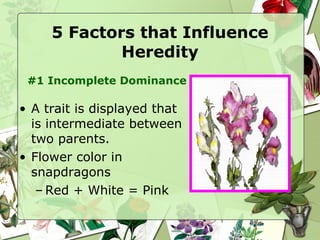 5 Factors that Influence Heredity A trait is displayed that is intermediate between two parents. Flower color in snapdragons Red + White = Pink #1 Incomplete Dominance 