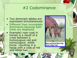 #2 Codominance Two dominant alleles are expressed simultaneously Different from incomplete dominance because both traits are displayed Example) roan coat in horses is a result of a cross between a homozygous red and homozygous  white horse…resulting in a horse with a coat of red and white hair. 