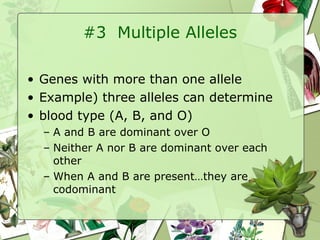 #3  Multiple Alleles Genes with more than one allele Example) three alleles can determine  blood type (A, B, and O) A and B are dominant over O Neither A nor B are dominant over each other When A and B are present…they are codominant 