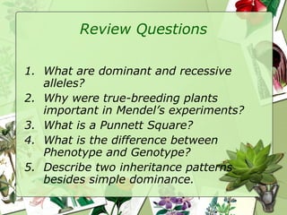 Review Questions What are dominant and recessive alleles? Why were true-breeding plants important in Mendel’s experiments? What is a Punnett Square? What is the difference between Phenotype and Genotype? Describe two inheritance patterns besides simple dominance. 