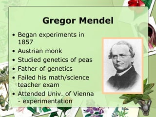 Gregor Mendel Began experiments in 1857 Austrian monk Studied genetics of peas Father of genetics Failed his math/science teacher exam Attended Univ. of Vienna - experimentation 