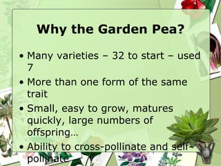 Why the Garden Pea? Many varieties – 32 to start – used 7 More than one form of the same trait Small, easy to grow, matures quickly, large numbers of offspring… Ability to cross-pollinate and self-pollinate 