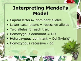 Interpreting Mendel’s Model Capital letters= dominant alleles Lower case letters = recessive alleles Two alleles for each trait Homozygous dominant = DD Heterozygous dominant = Dd (hybrid) Homozygous recessive - dd 